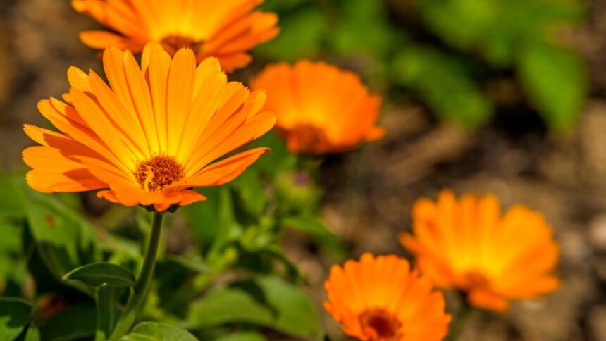 koromvirag Calendula