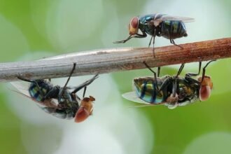 Két légy ül egy ágon, zöld háttérrel, a kert természetes élővilágának részeként.
