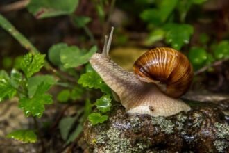 Egy csiga mászik egy kövön, körülötte zöld növények találhatók.