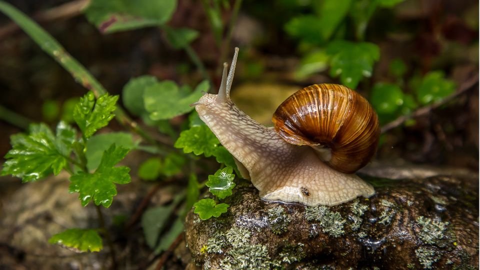 Egy csiga mászik egy kövön, körülötte zöld növények találhatók.