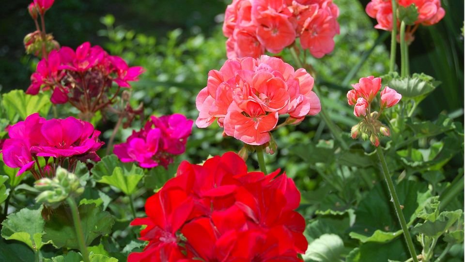 Színes muskátlik virágok sokasága, élénk rózsaszín, piros és lila árnyalatokban.