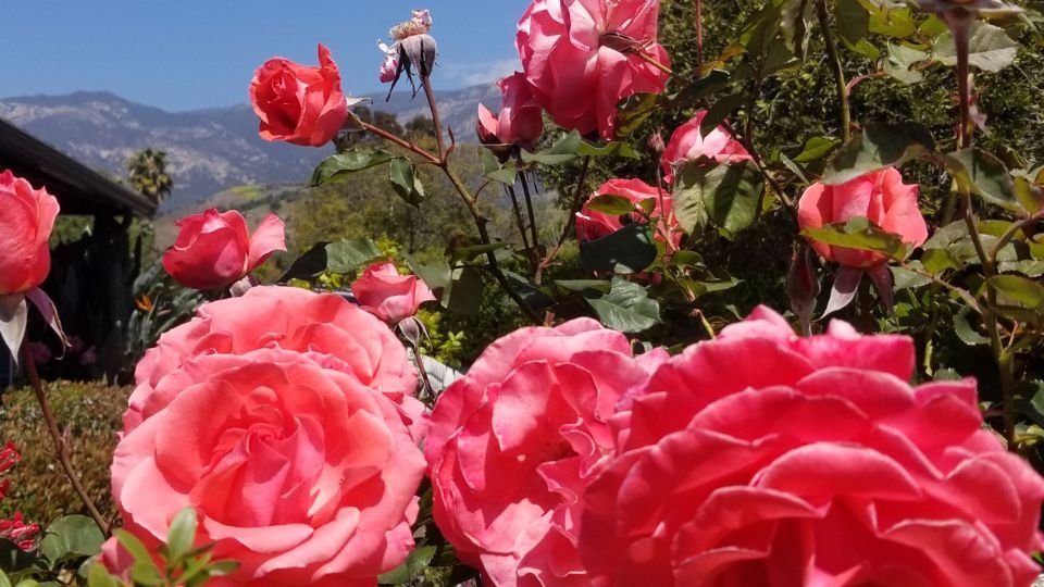 Egy gyönyörű rózsakert, rózsaszín rózsák virágzanak a háttérben.