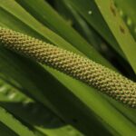 orvosi kalmos Acorus calamus L