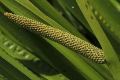 orvosi kalmos Acorus calamus L
