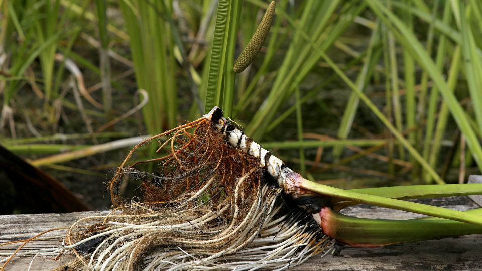 orvosi kalmos Acorus calamus L. 4