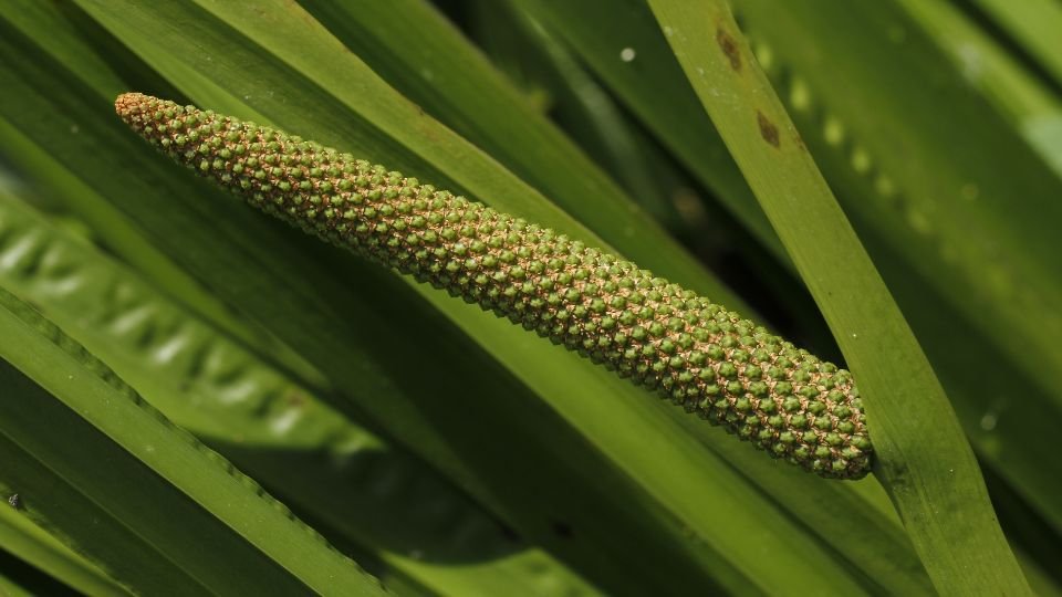 Az orvosi kálmos levelei között egy zöld virágzat látható, amely különleges megjelenésével díszíti a kertet.