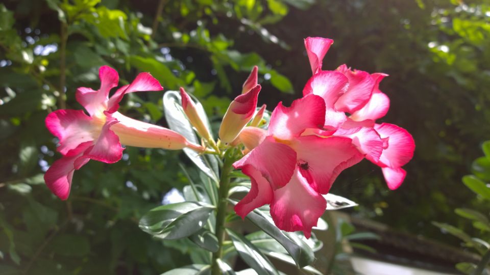 sivatagi rozsa Adenium 1