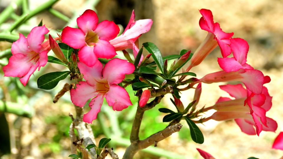 sivatagi rozsa Adenium 2