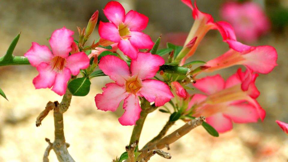 sivatagi rozsa Adenium 3