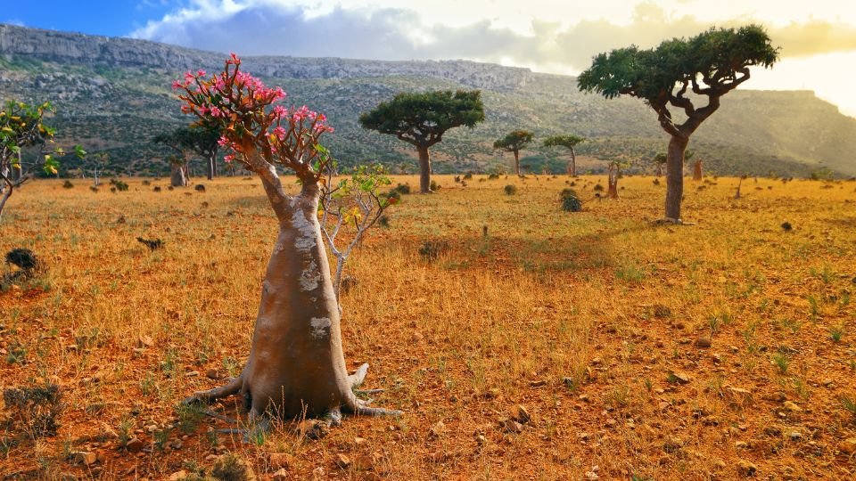 Egy sivatagi rózsa virágzik a napfényben, szikár tájban.