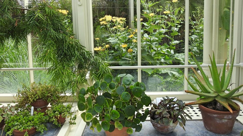 szobanoveny ami mindig megnyugtat 1