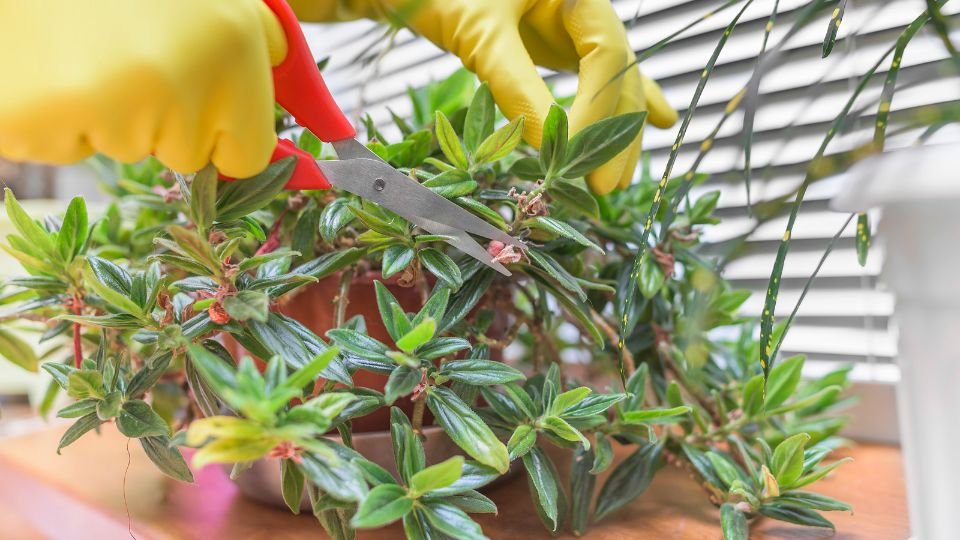 Egy személy metszőollóval gondozza a szobanövényét, miközben sárga kesztyűt visel.