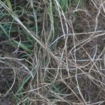 tarack Elymus repens