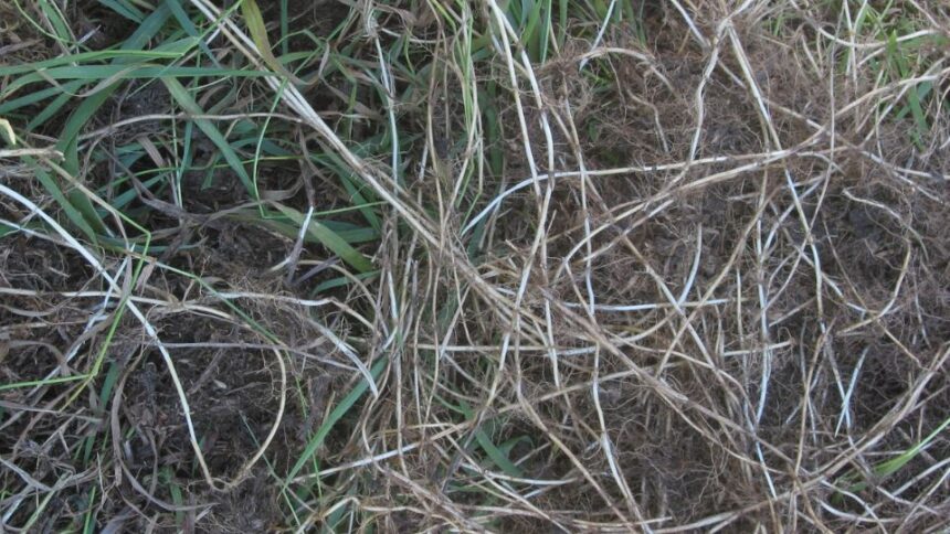 tarack Elymus repens