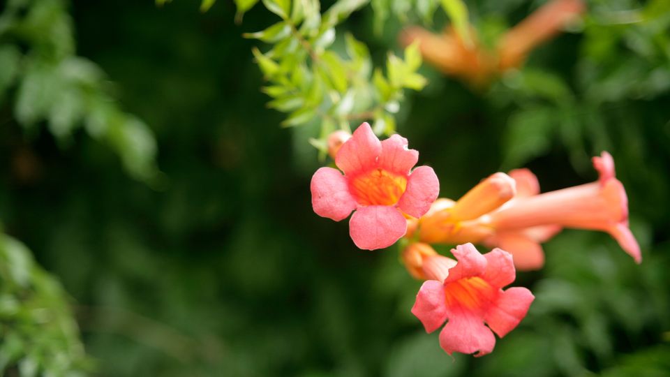 trombitavirag Bignonia 1