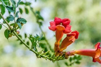 Trombitavirág színes virágai zöld levelek között, természetes háttérrel.