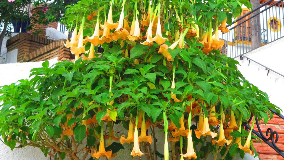 trombitavirag Bignonia 4
