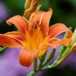 tuzliliom Lilium bulbiferum