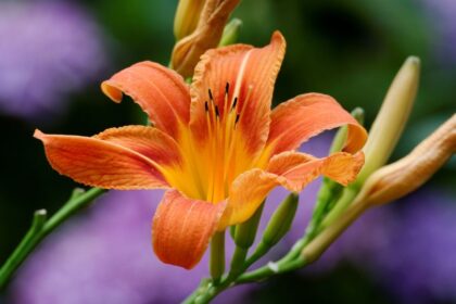 tuzliliom Lilium bulbiferum