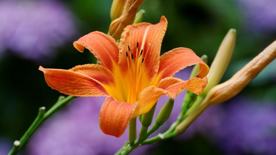 Tűzliliom élénk narancssárga virágai, zöld szárakon, háttérben lila virágokkal.