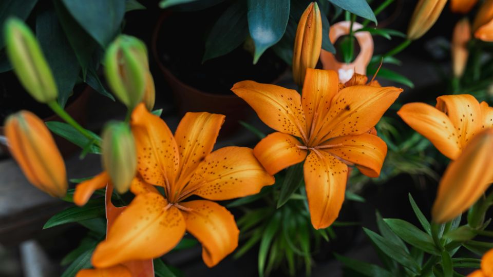 tuzliliom Lilium bulbiferum 1