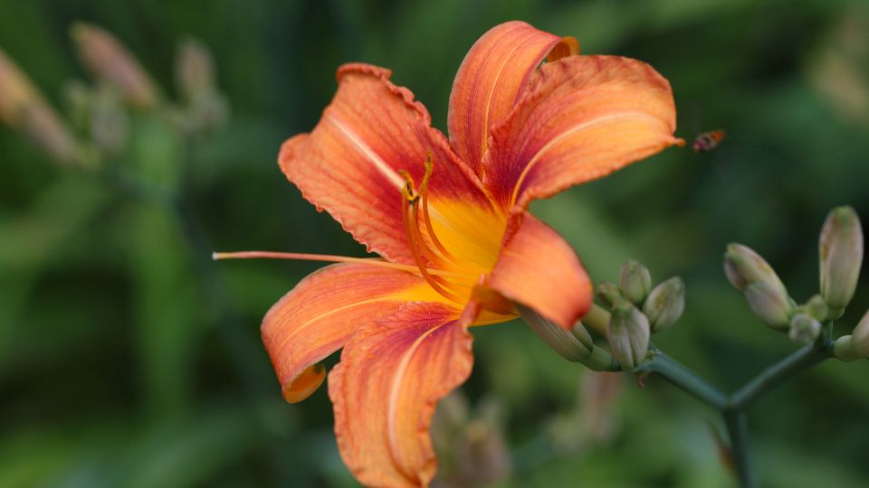 tuzliliom Lilium bulbiferum 2