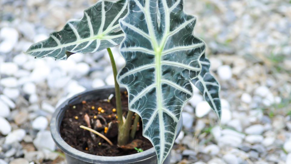 Alokazia Alocasia sanderiana 1