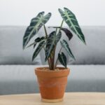 Alokazia Alocasia sanderiana