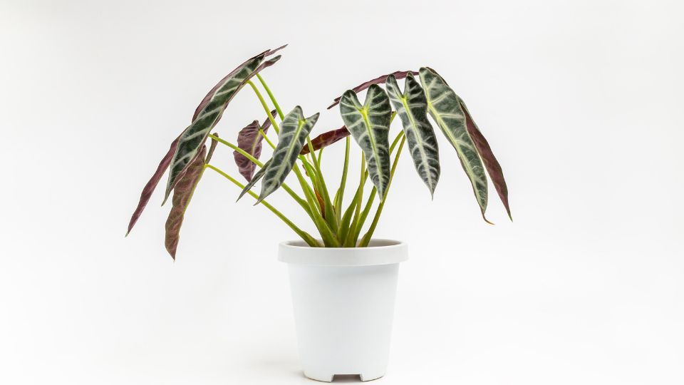 Alokazia Alocasia sanderiana 2