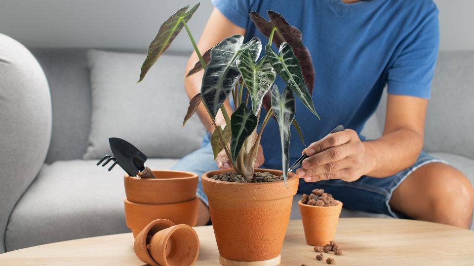 Alokazia Alocasia sanderiana 3