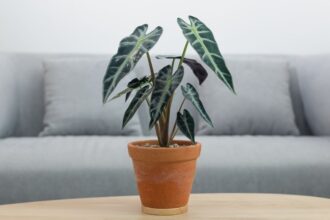 Alokazia Alocasia sanderiana