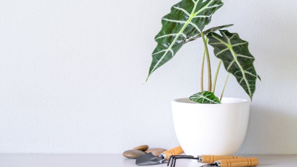 Alokazia Alocasia sanderiana 4