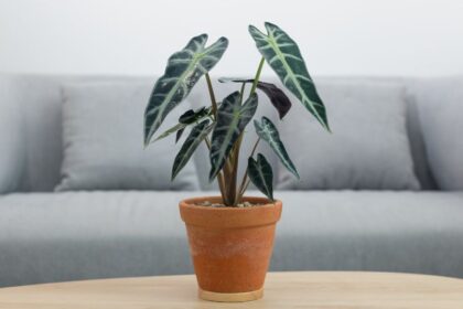 Alokazia Alocasia sanderiana
