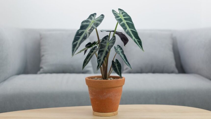 Alokazia Alocasia sanderiana