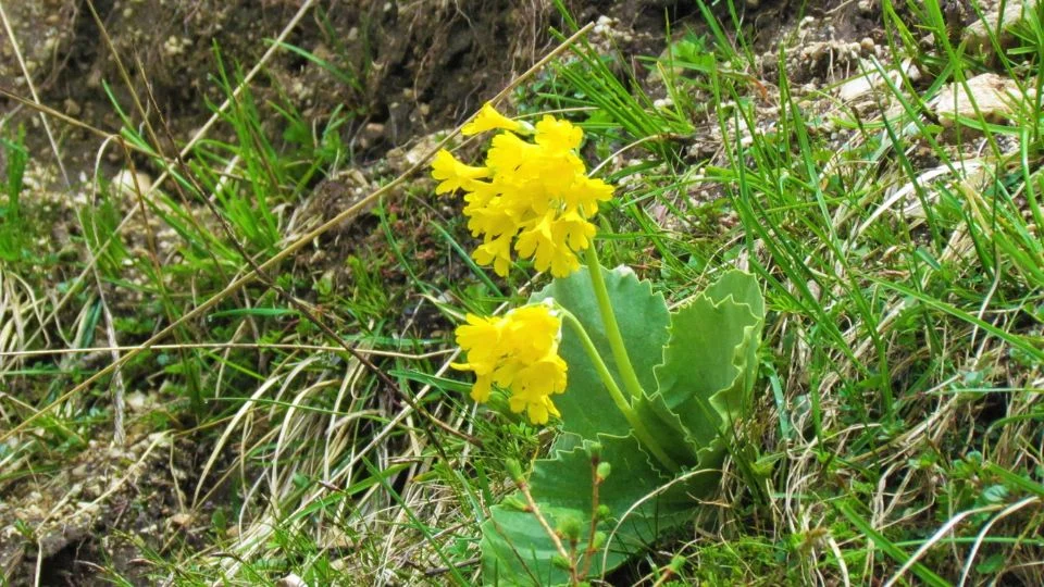 Cifra Kankalin (Primula auricula) virágai zöld fűben, élénk sárga színekben.