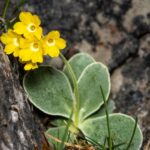 Cifra Kankalin Primula auricula