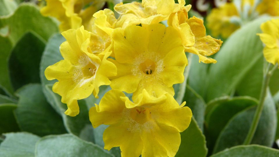 Cifra Kankalin Primula auricula 2