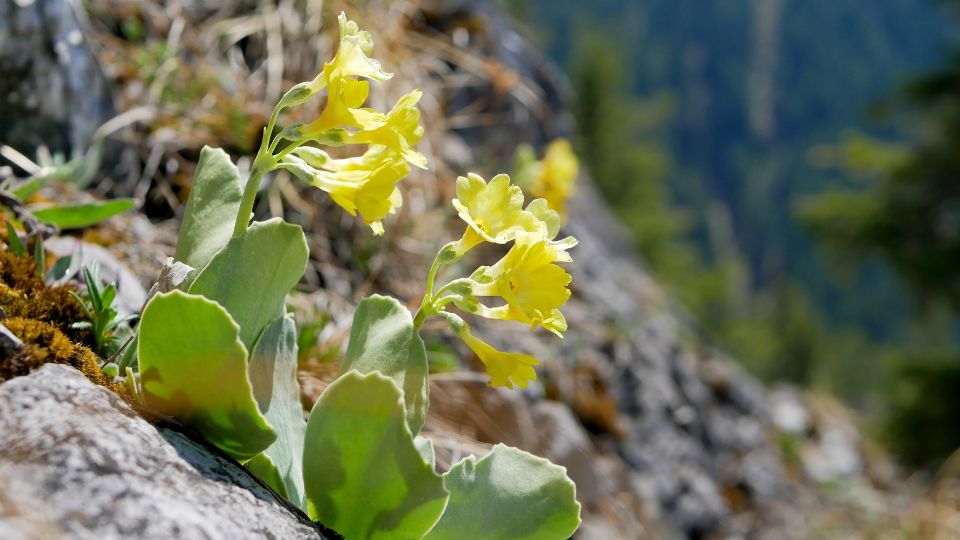 Cifra Kankalin Primula auricula 3