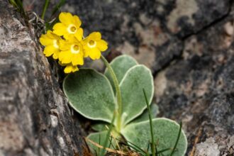 Cifra Kankalin Primula auricula
