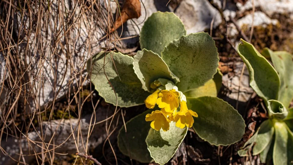 Egy Cifra Kankalin (Primula auricula) virágzó növény sárga virágokkal, zöld levelekkel, kövek között.