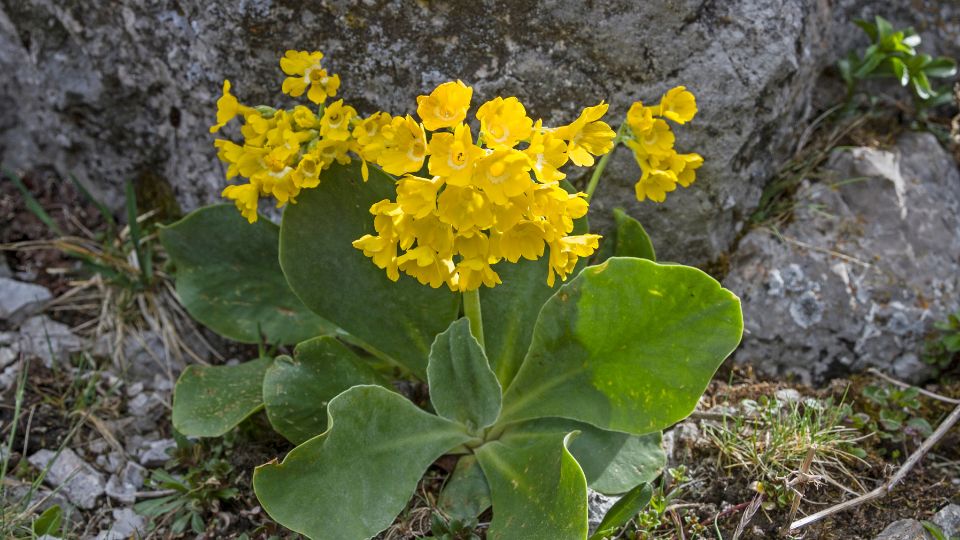 Cifra Kankalin Primula auricula 5