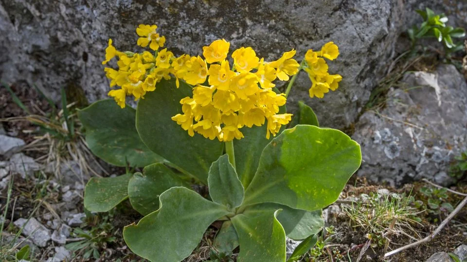 A Cifra Kankalin (Primula auricula) élénk sárga virágokkal díszített növény, zöld levelekkel, sziklás háttér előtt.