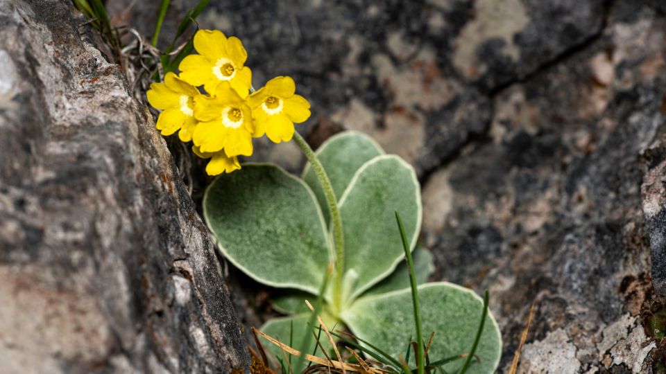 Cifra Kankalin Primula auricula