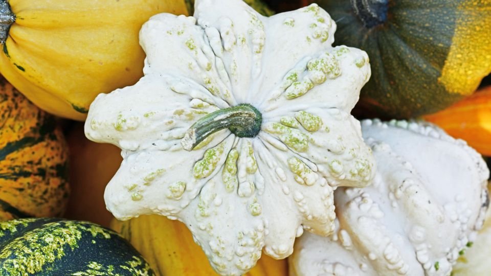 Színes csillagtökök és patisszonok egy barátságos kertben, változatos formákban és színekben.