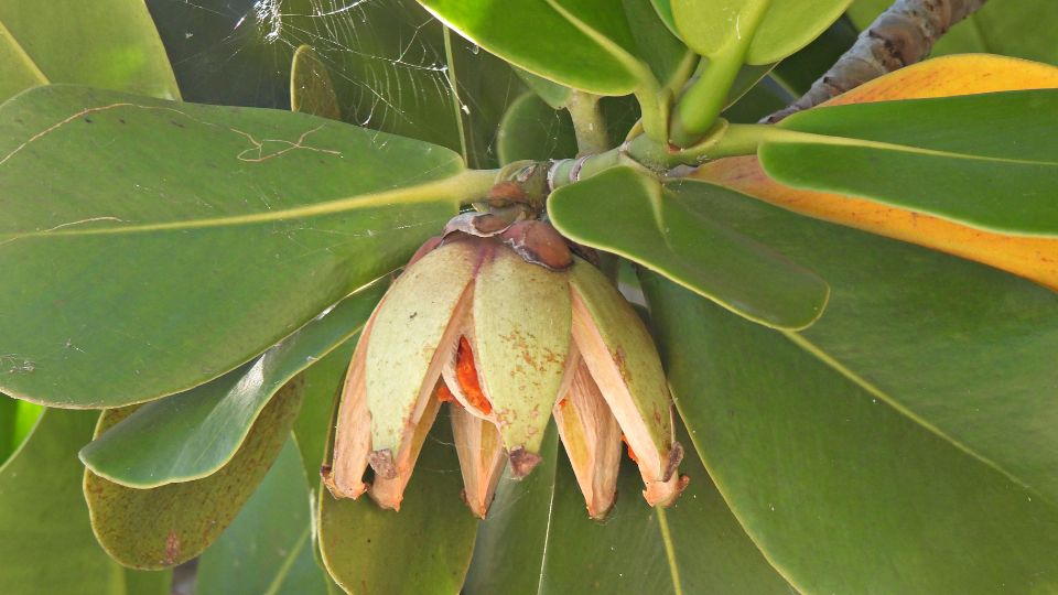 Fafojto ordogfuge Clusia rosea 2