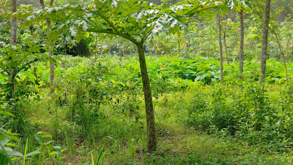 Gumipalma Amorphophallus konjac