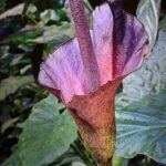 Gumipalma Amorphophallus konjac 3