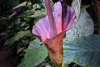 Gumipalma Amorphophallus konjac 3
