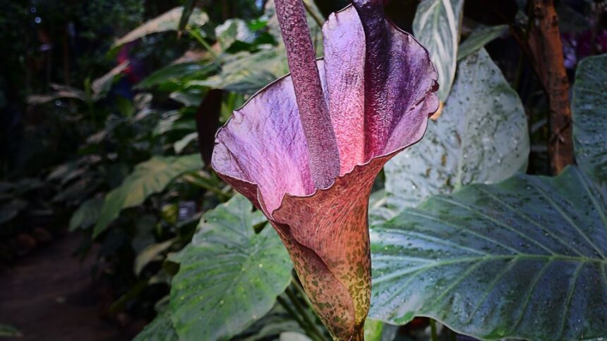 Gumipalma Amorphophallus konjac 3