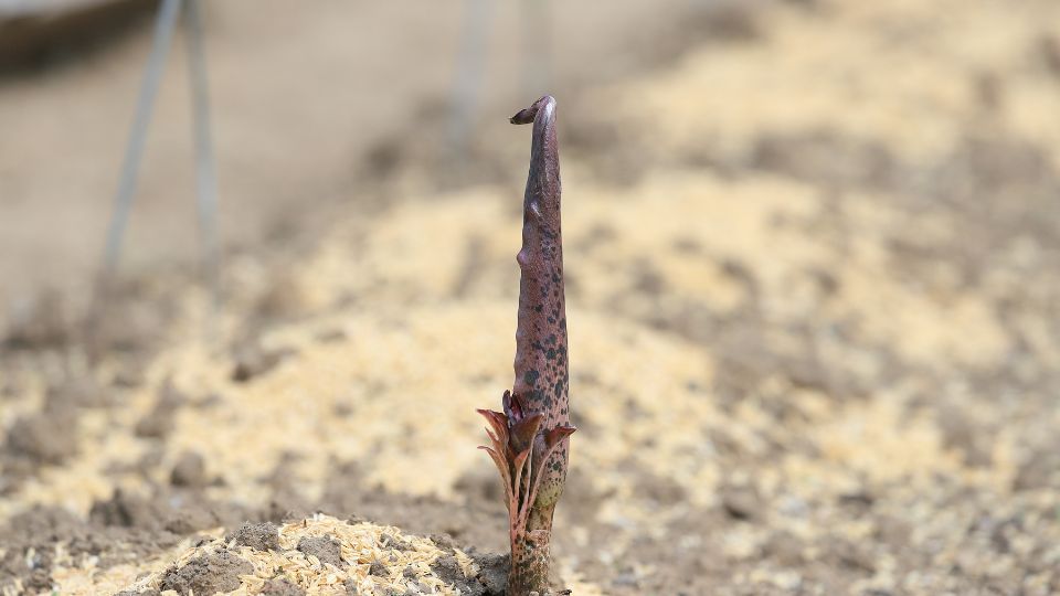 Gumipalma Amorphophallus konjac 5